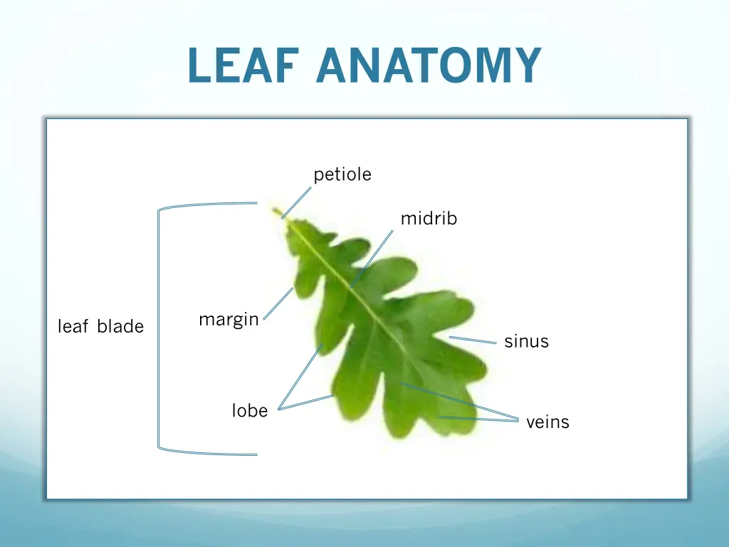 leaf anatomy