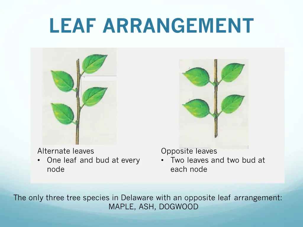 leaf arrangement