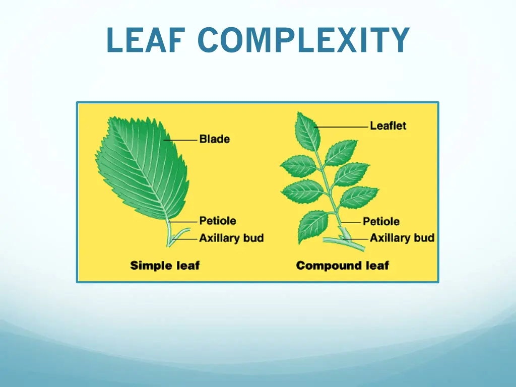 leaf complexity