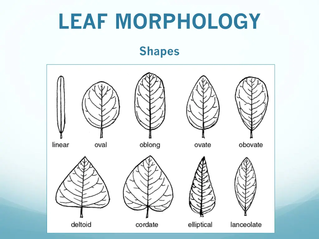 leaf morphology 1