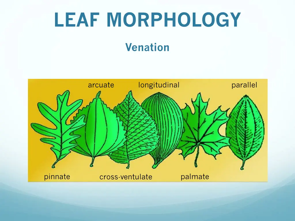 leaf morphology 2