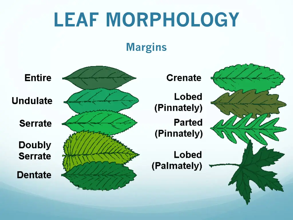 leaf morphology