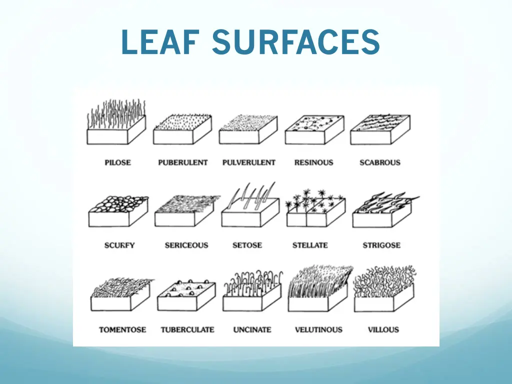 leaf surfaces