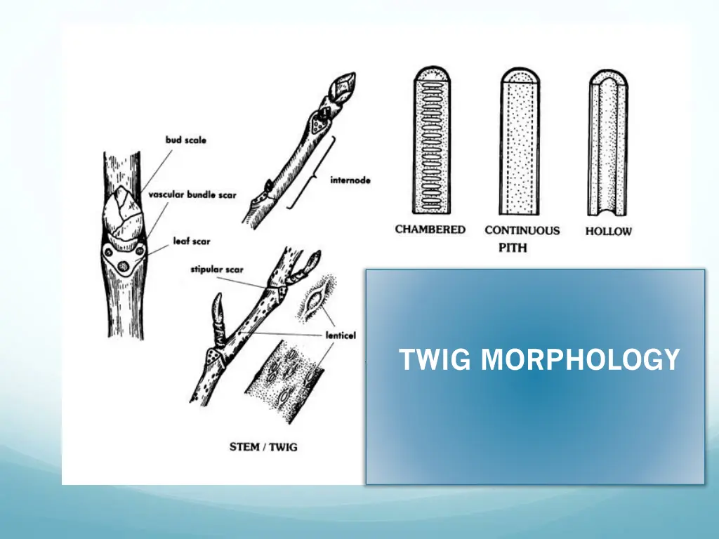 twig morphology