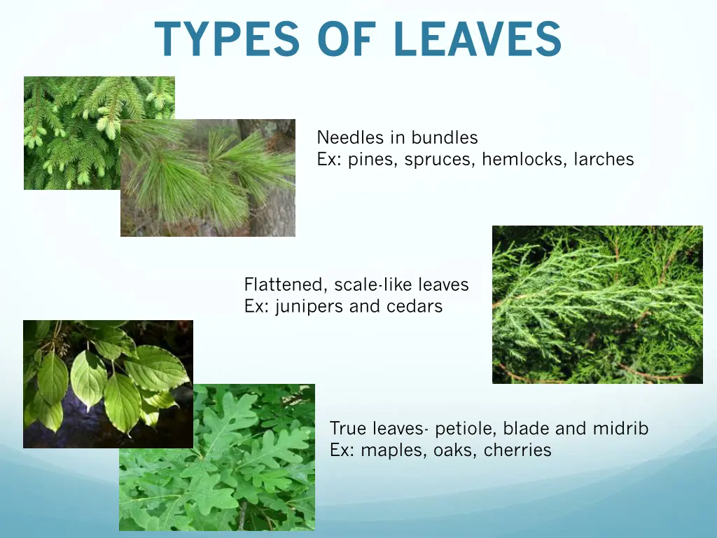 types of leaves