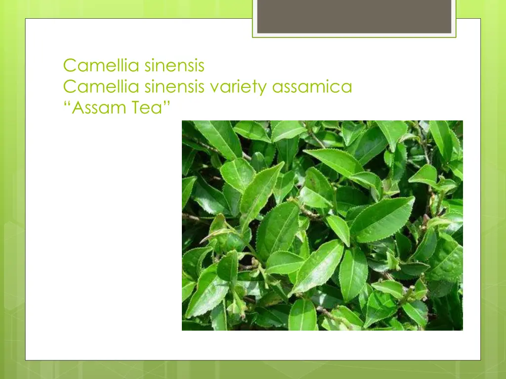 camellia sinensis camellia sinensis variety 1