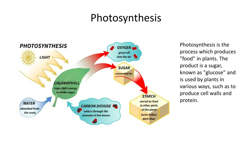 photosynthesis 1