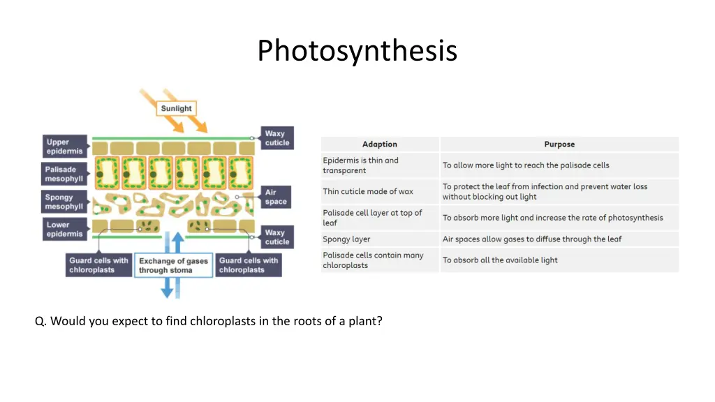 photosynthesis 10