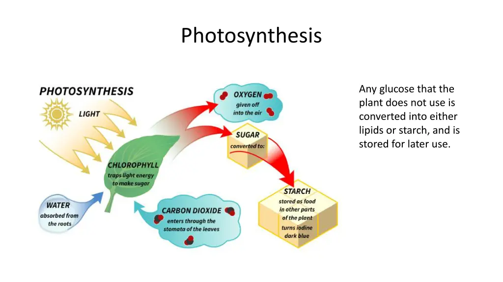 photosynthesis 2