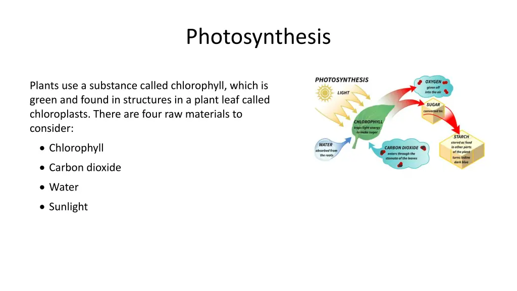 photosynthesis 3