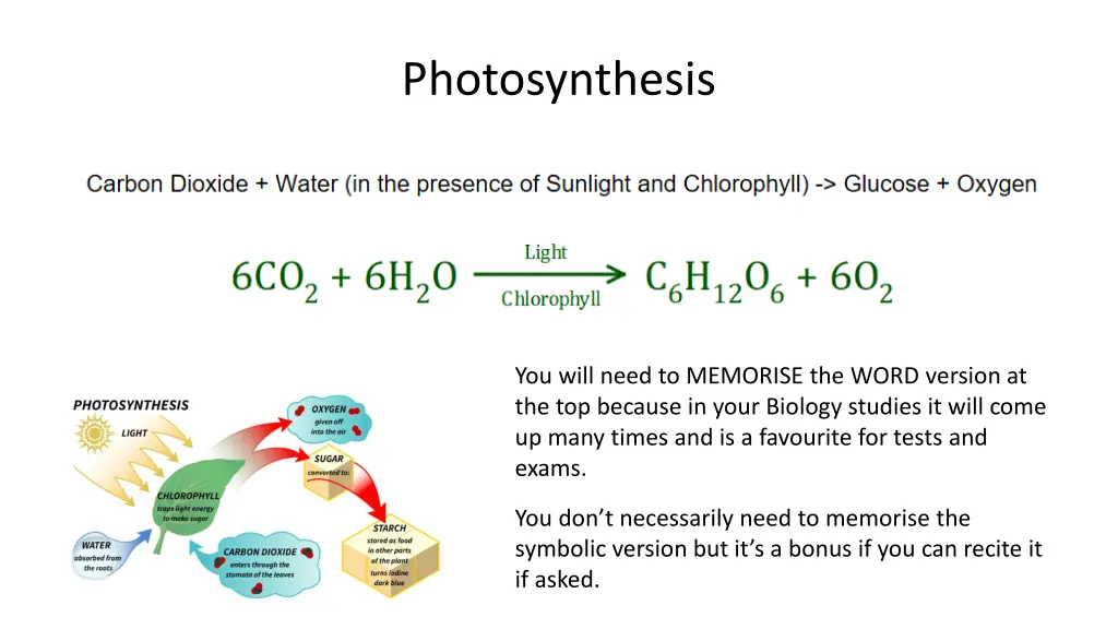 photosynthesis 4