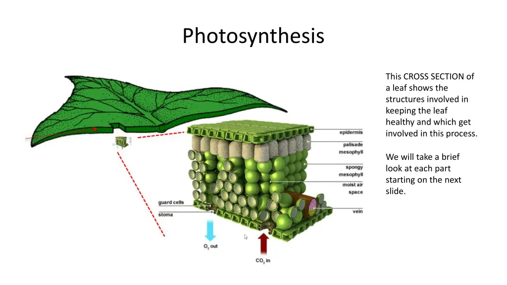 photosynthesis 6