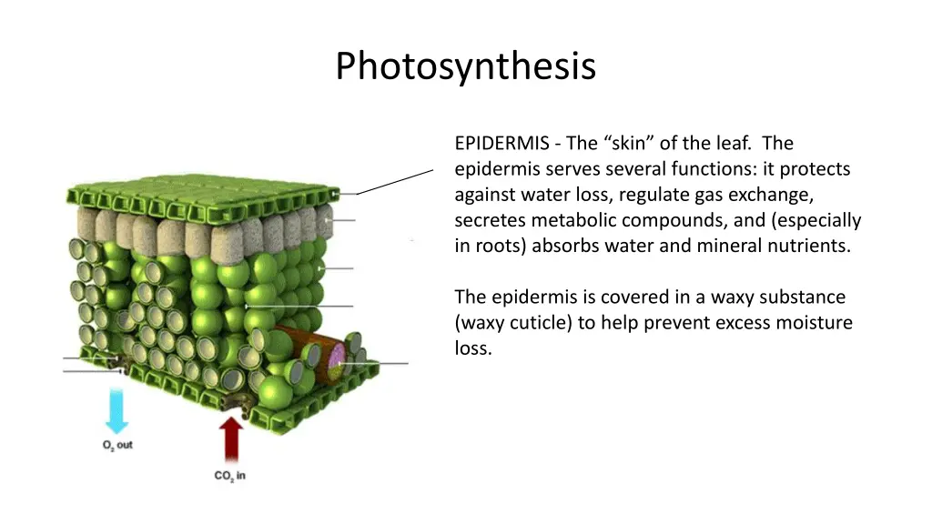 photosynthesis 7