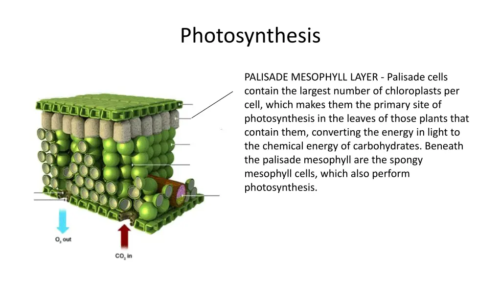 photosynthesis 8