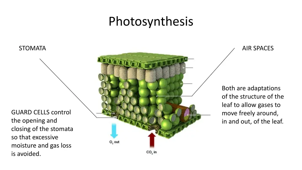 photosynthesis 9