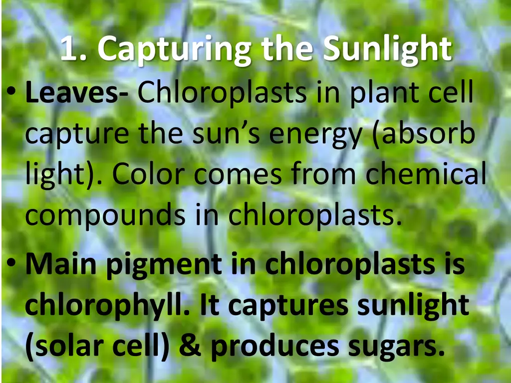 1 capturing the sunlight leaves chloroplasts