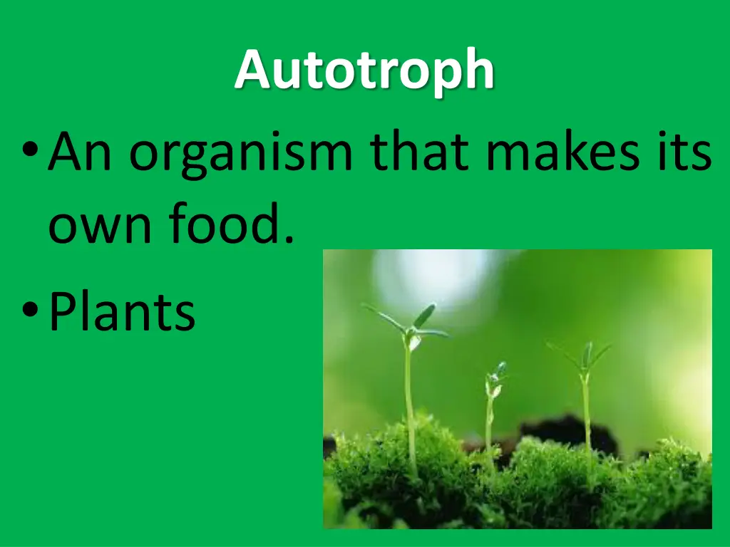 autotroph