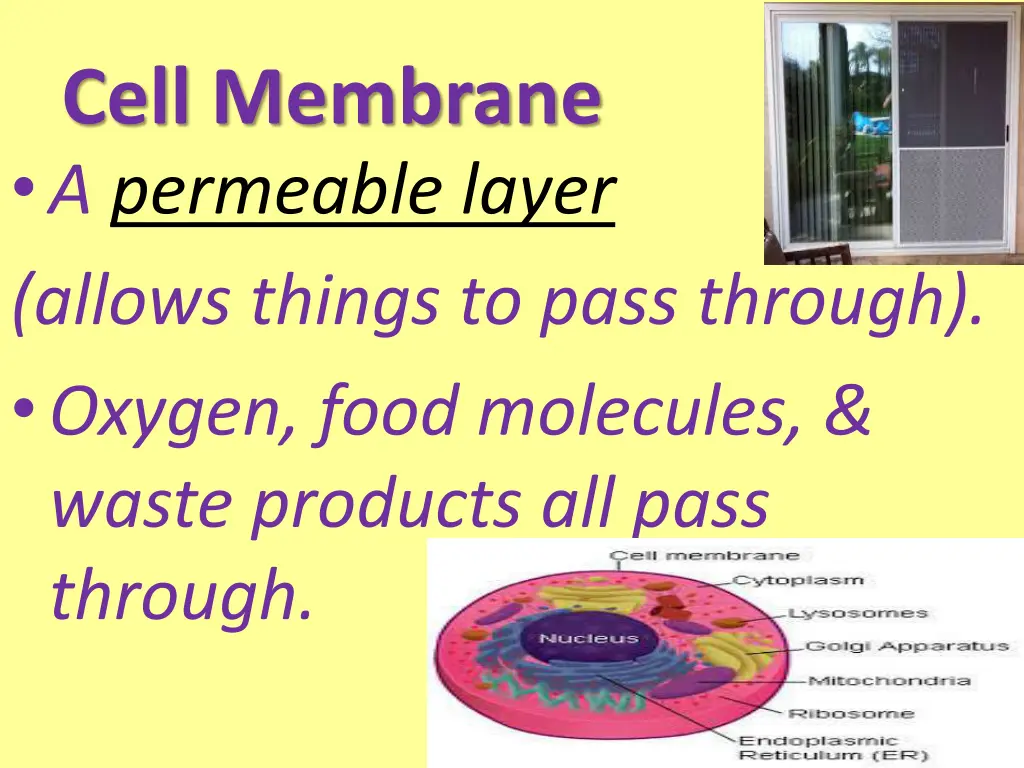 cell membrane a permeable layer allows things