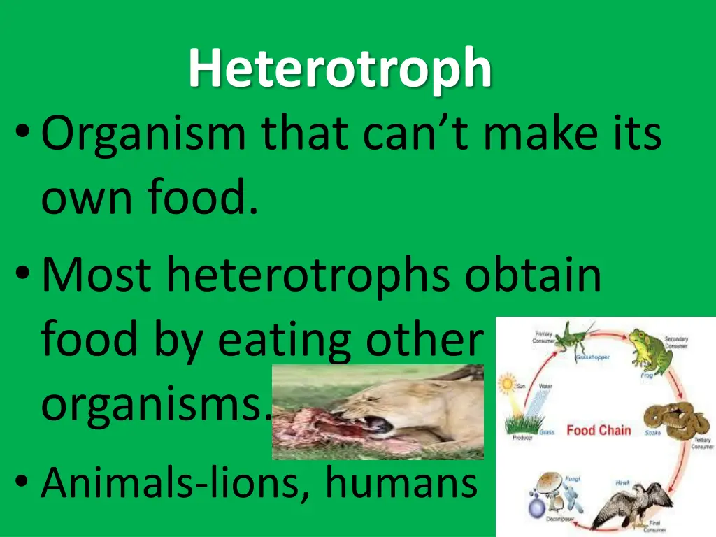 heterotroph