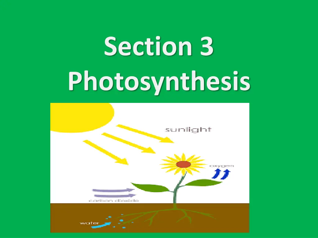 section 3 photosynthesis