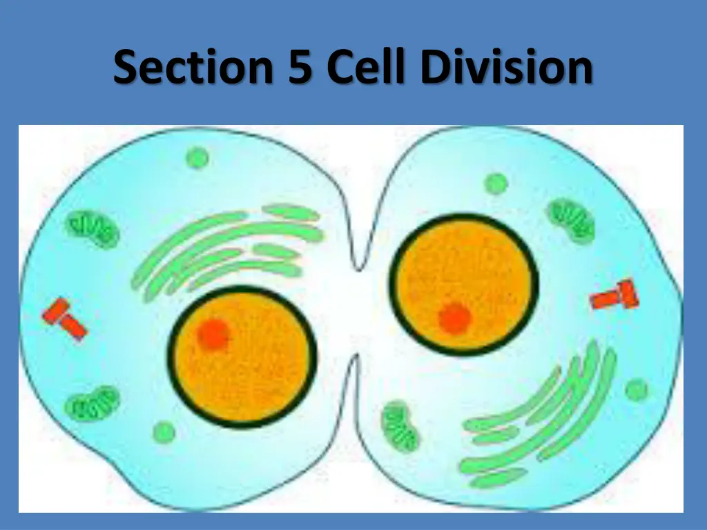 section 5 cell division