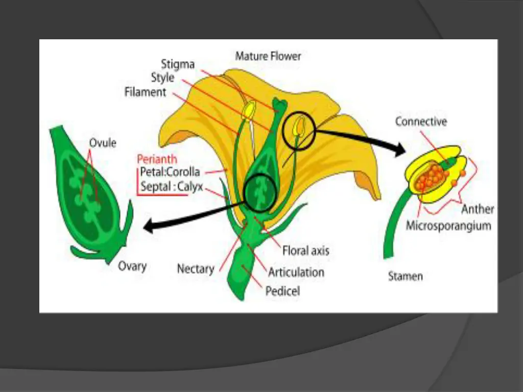 file mature flower diagram svg