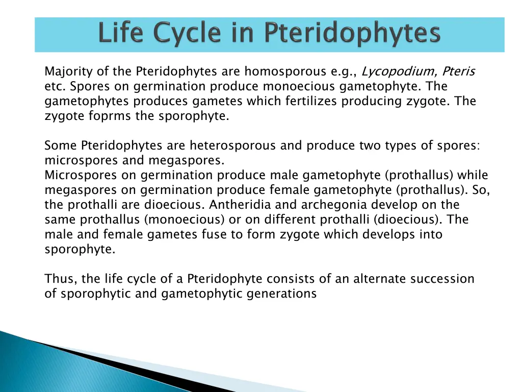 majority of the pteridophytes are homosporous