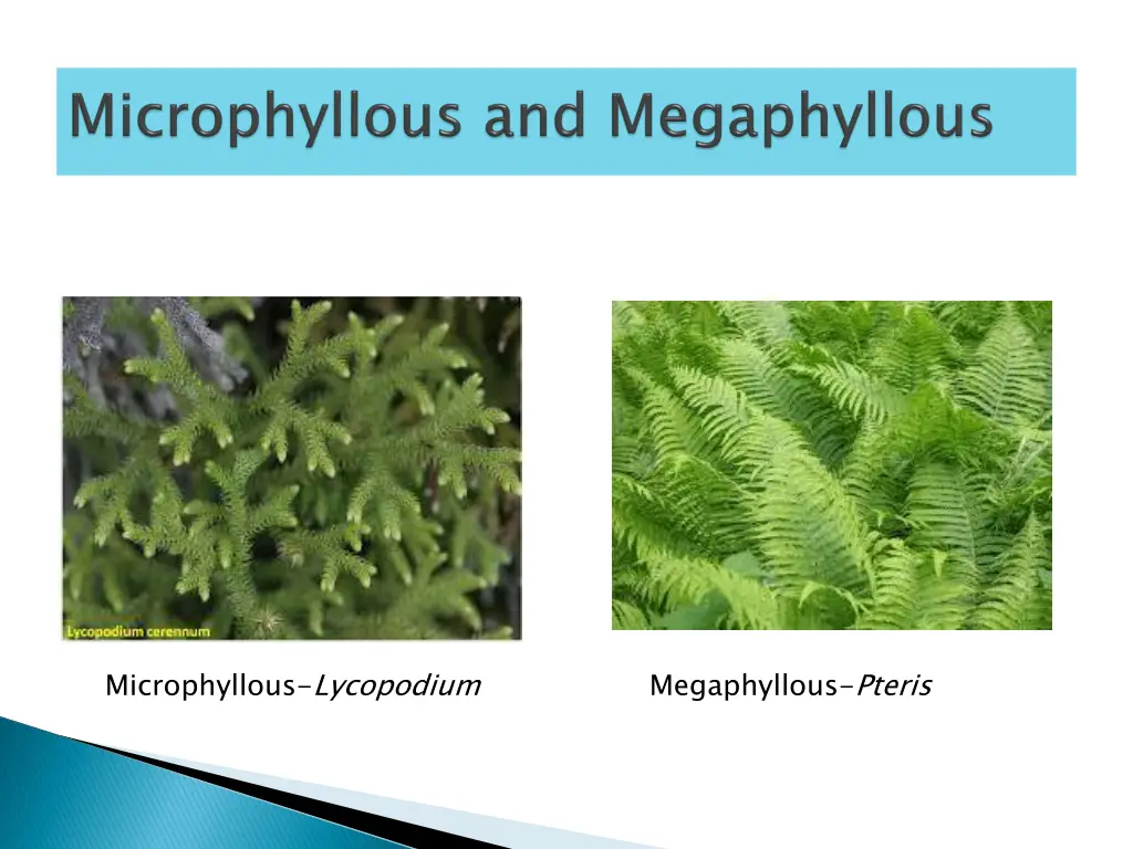 microphyllous lycopodium