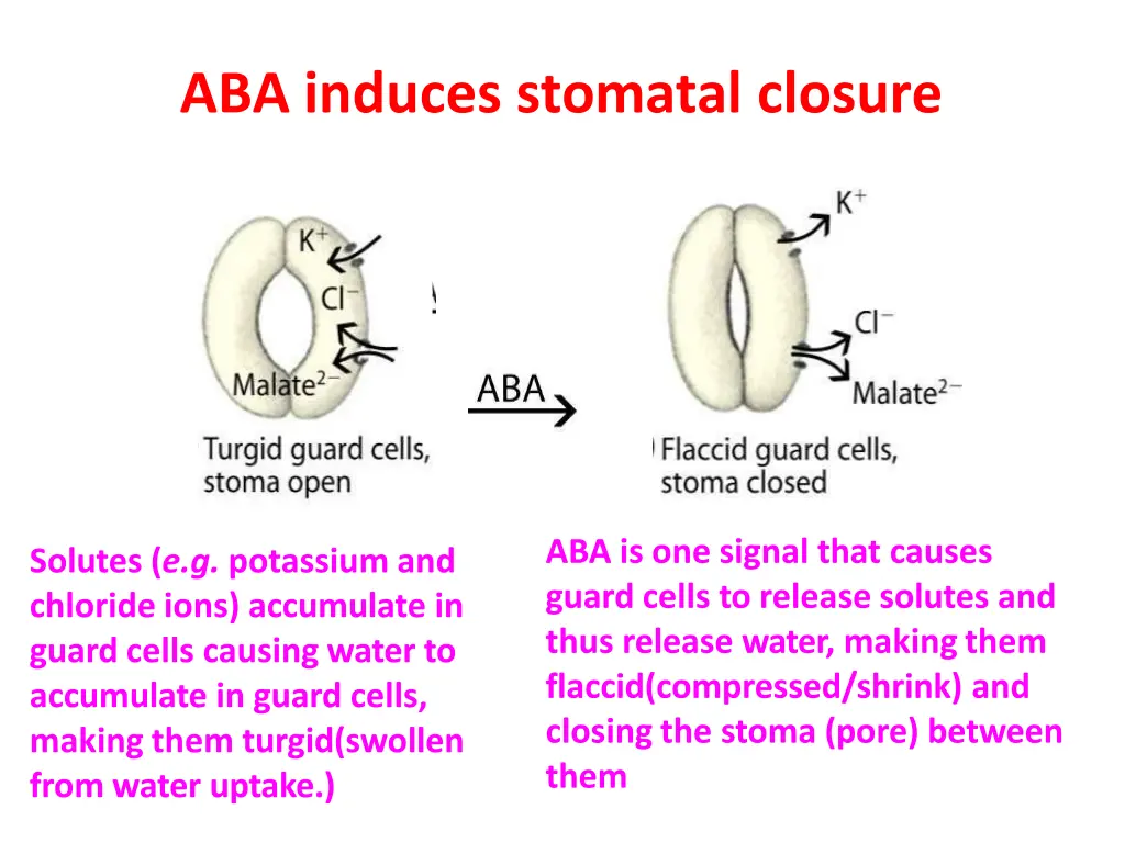 aba induces stomatal closure