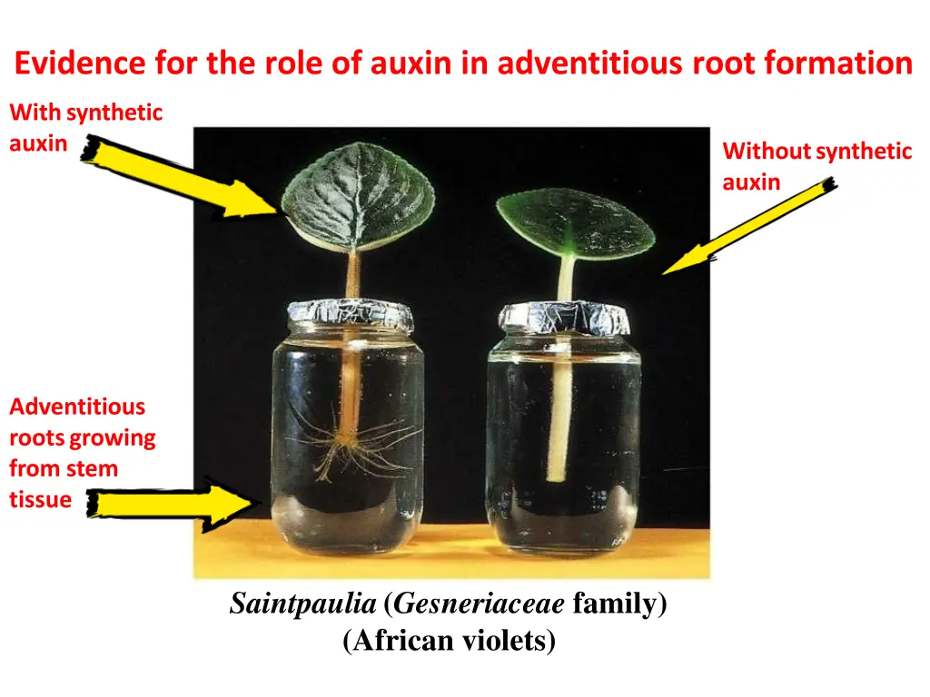 evidence for the role of auxin in adventitious