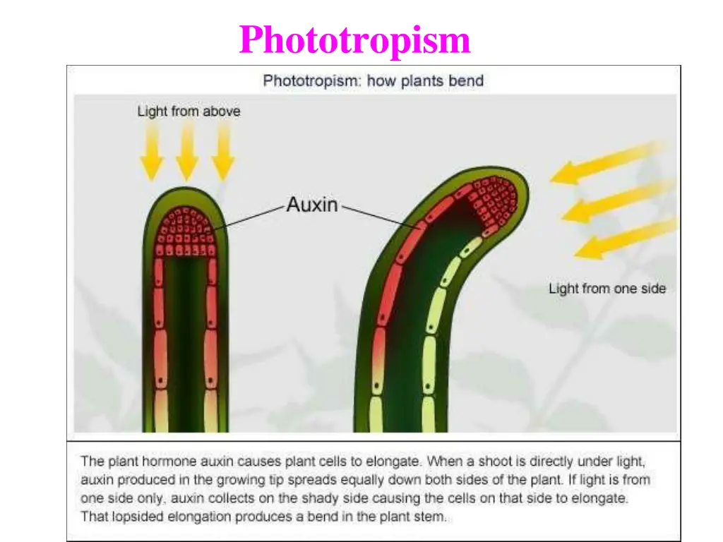 phototropism