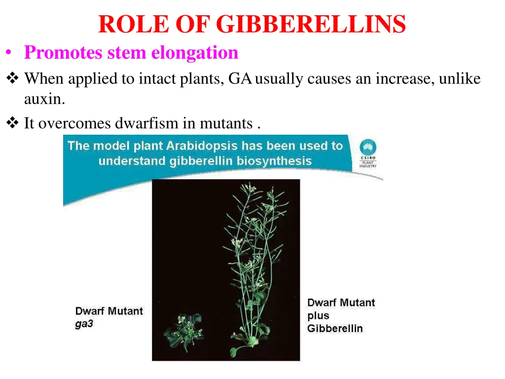 role of gibberellins promotes stem elongation