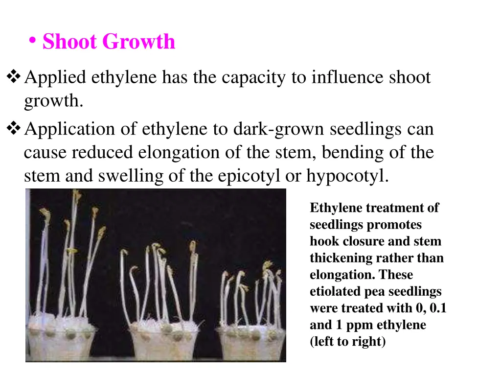 shoot growth