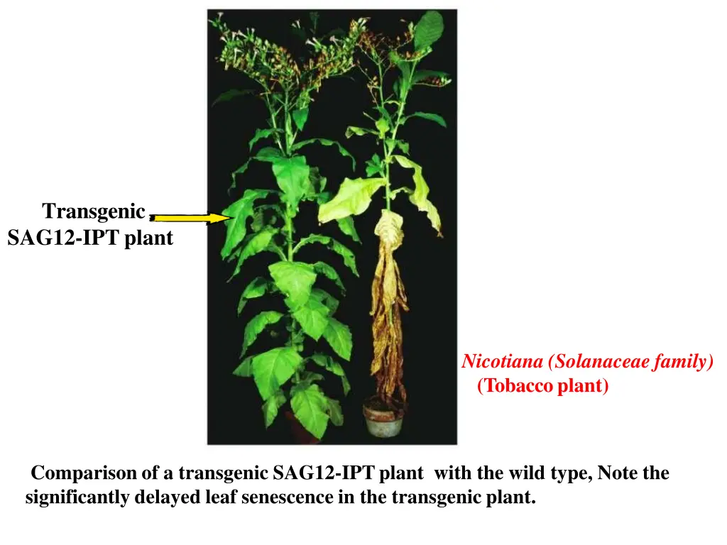 transgenic sag12 ipt plant