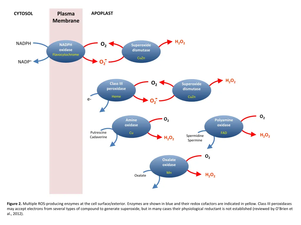 plasma membrane