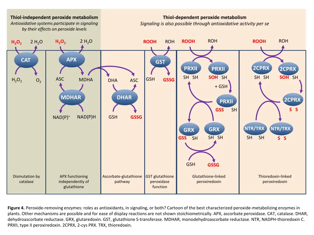 thiol independent peroxide metabolism