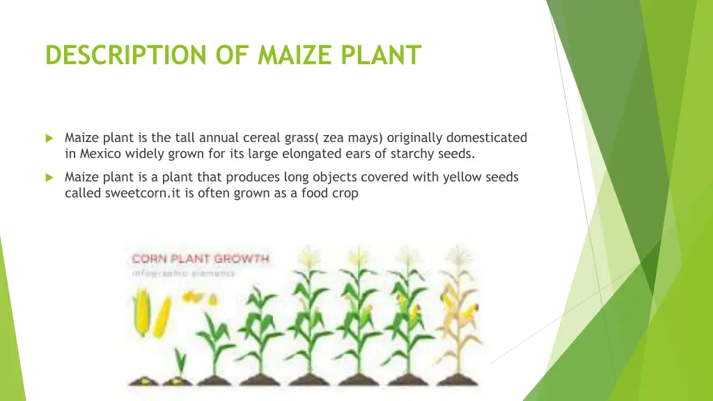 description of maize plant