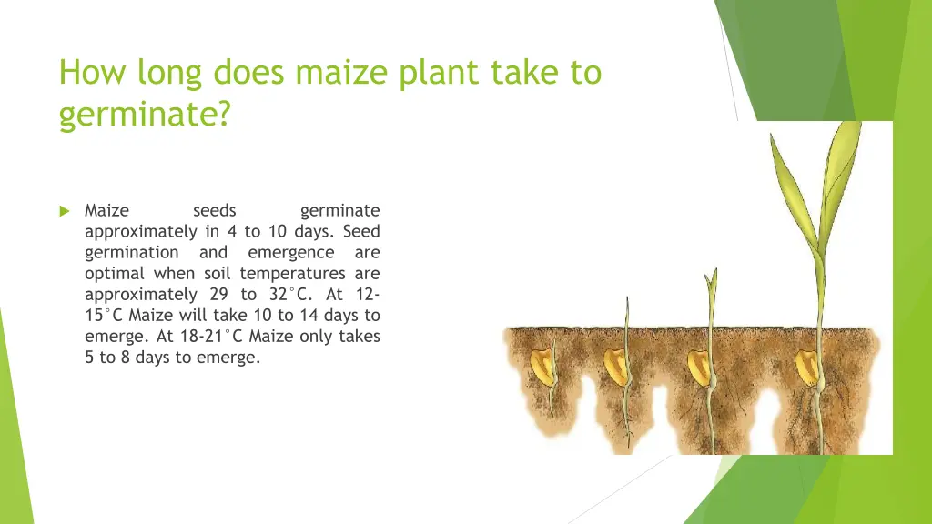 how long does maize plant take to germinate