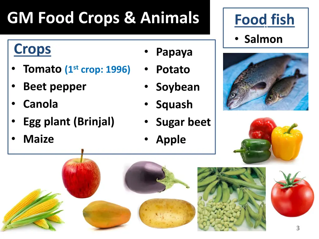 gm food crops animals