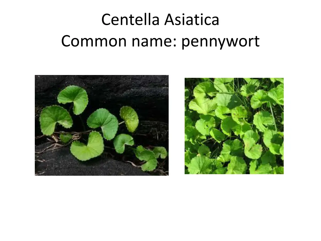 centella asiatica common name pennywort