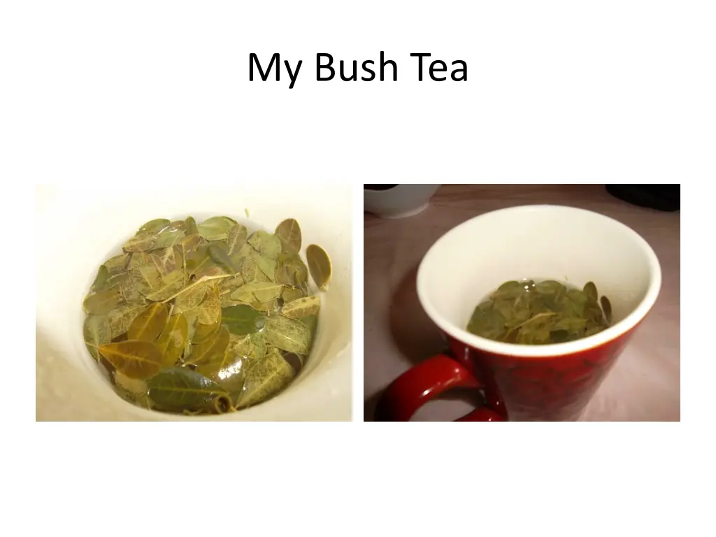 my bush tea