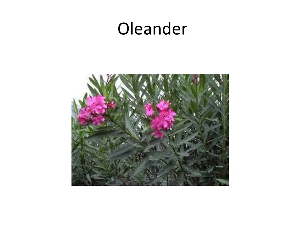 oleander