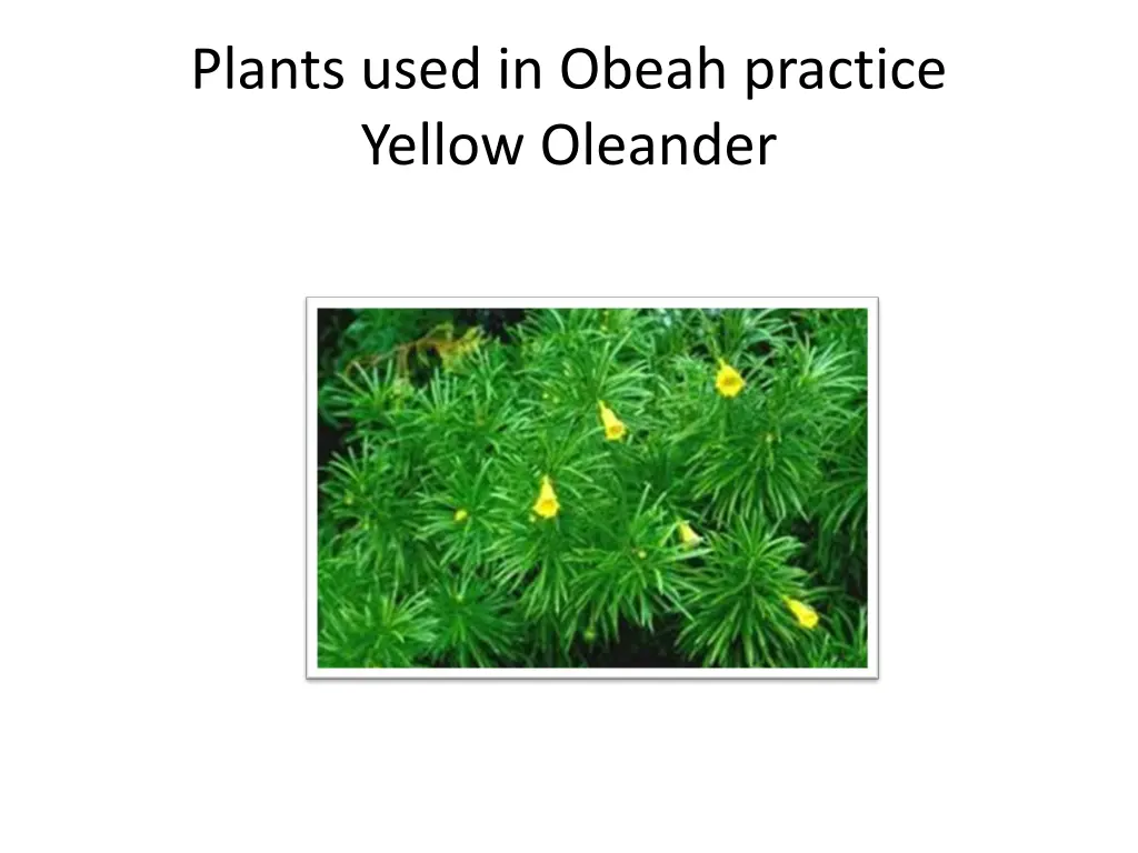 plants used in obeah practice yellow oleander