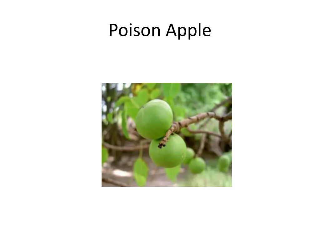 poison apple