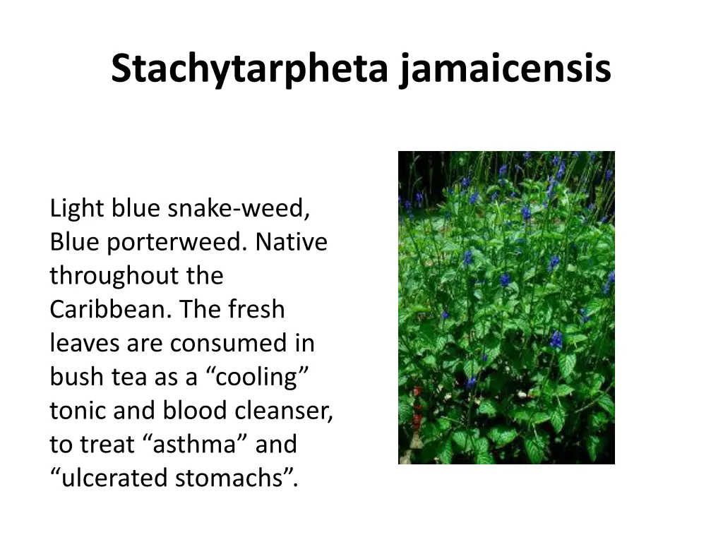 stachytarpheta jamaicensis