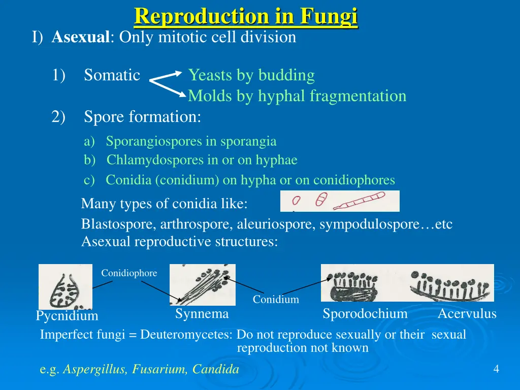 reproduction in fungi