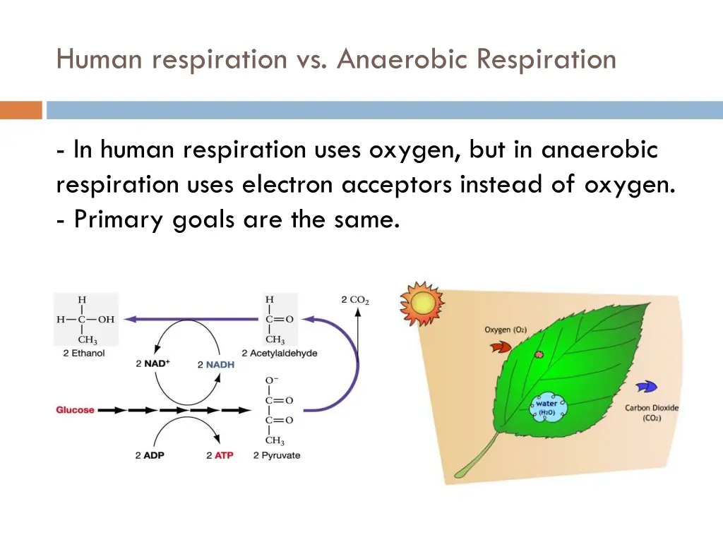 human respiration vs anaerobic respiration