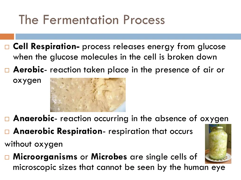 the fermentation process