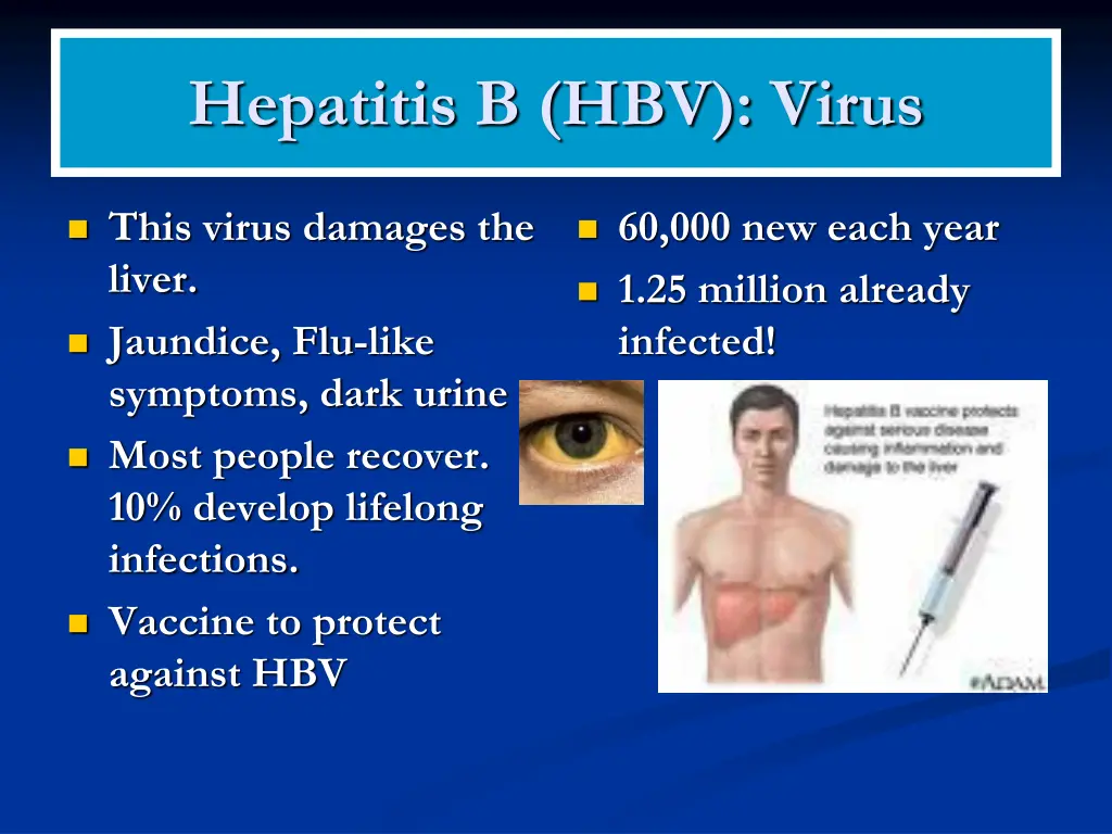 hepatitis b hbv virus