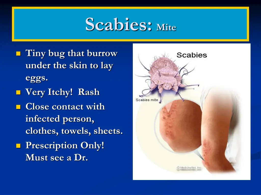 scabies mite